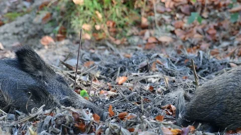 Wild boar pair sleep in the forest Video stock 99246229