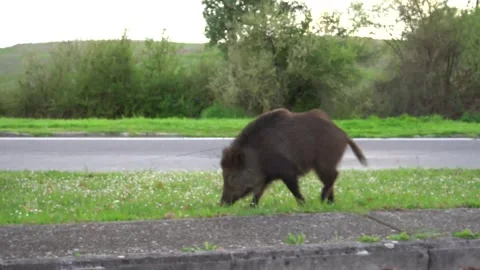 Wild boar in the park Stock Footage 304284595