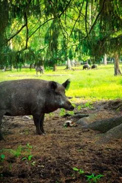 Wild boar Stock Photos