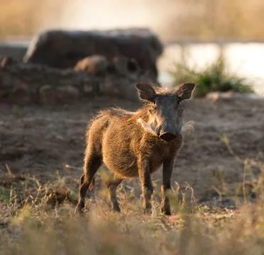 Wild boar Stock Photos