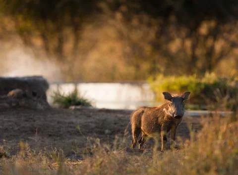 Wild boar Stock-Fotos