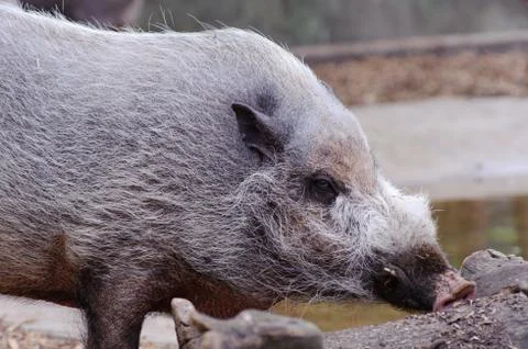 Wild boar Stock Photos