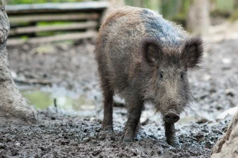 Wild boar Stock Photos