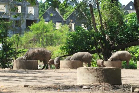 Wild boar Stock Photos