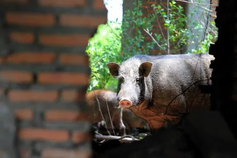 Wild boar Stock Photos