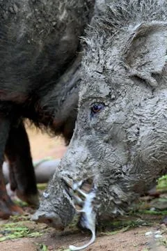 Wild boar Stock Photos