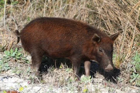 Wild boar Stock Photos