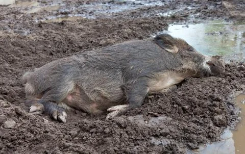 Wild boar Stock Photos