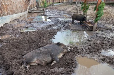Wild boar Stock Photos