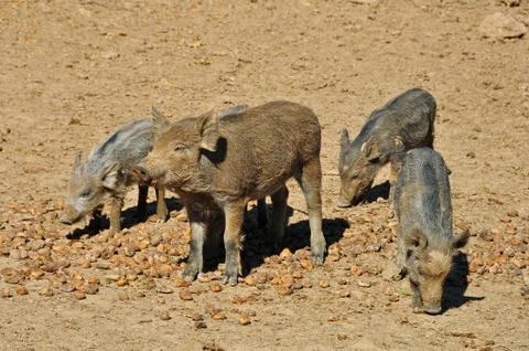 Wild boar Foto stock