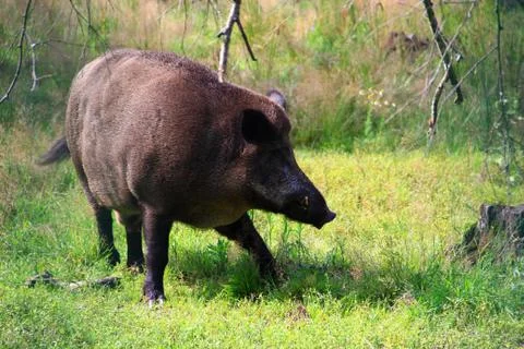 Wild boar Stock Photos