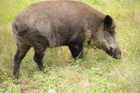 Wild boar Stock Photos