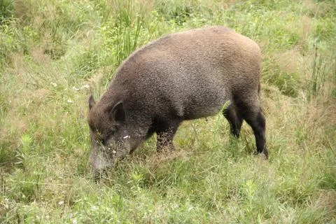 Wild boar Stock Photos