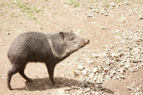 Wild boar Stock Photos