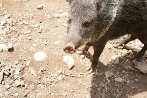 Wild boar Stock-Fotos