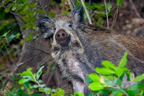 Wild boar Stock-Fotos