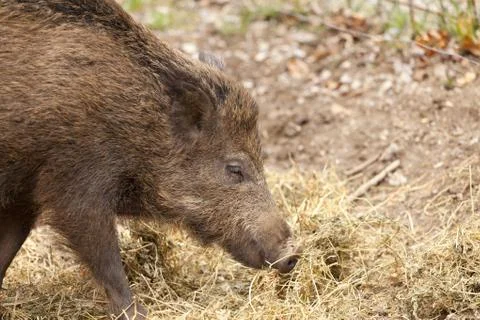 Wild boar Фото