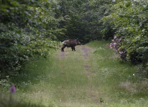 Wild boar Stock Photos