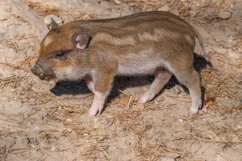 Wild boar Stock Photos