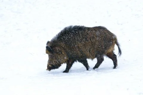 Wild boar Stock Photos