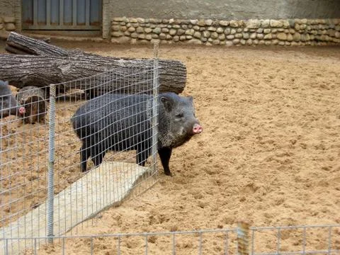 Wild boar Foto stock