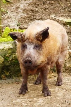 Wild boar Фото