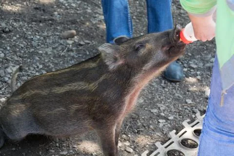 Wild boar Foto stock