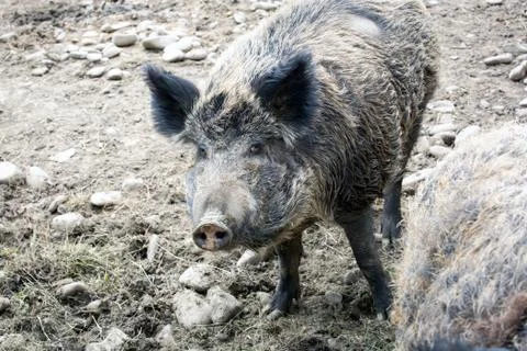 Wild boar Stock Photos