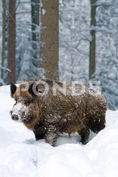Wild boar Stock Photos