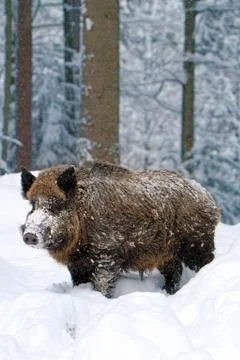 Wild boar Foto stock
