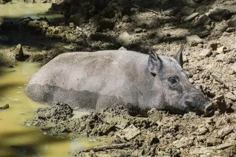 Wild Boar Stock Photos