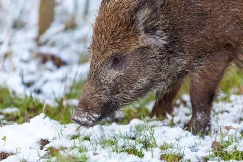 Wild boar Stock Photos