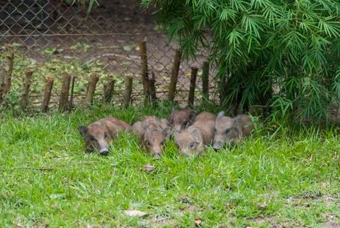 Wild boar Stock Photos