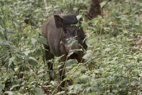 Wild boar Stock Photos