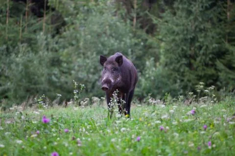 Wild boar Stock Photos