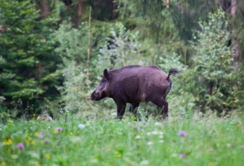 Wild boar Stock Photos