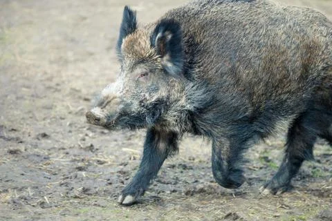 Wild boar Stock Photos