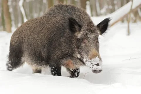 Wild boar 写真素材