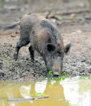 Wild boar Foto stock