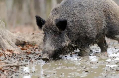 Wild boar Stock Photos