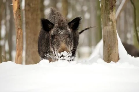 Wild boar 写真素材