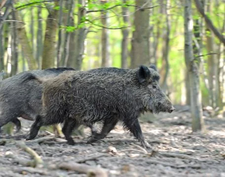 Wild boar 写真素材