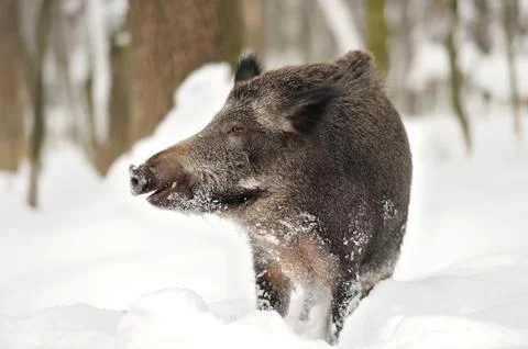 Wild boar Fotos Stock