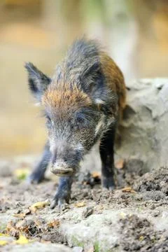 Wild boar Stock-Fotos
