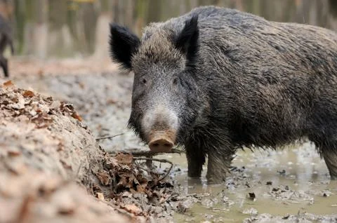 Wild boar Stock-Fotos