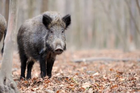 Wild boar Foto stock