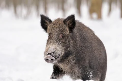 Wild boar Stock-Fotos