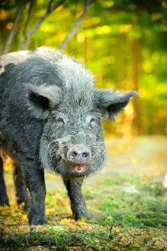 Wild boar Stock Photos
