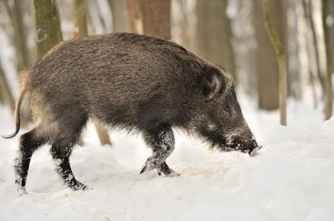 Wild boar 写真素材