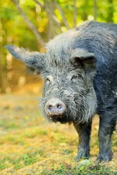 Wild boar Stock-Fotos